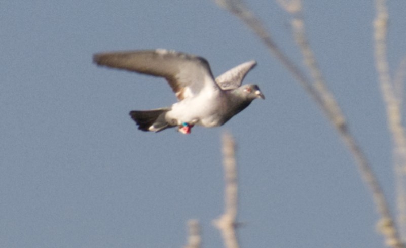 カワラバト（ドバト、家畜型） - ML644829553