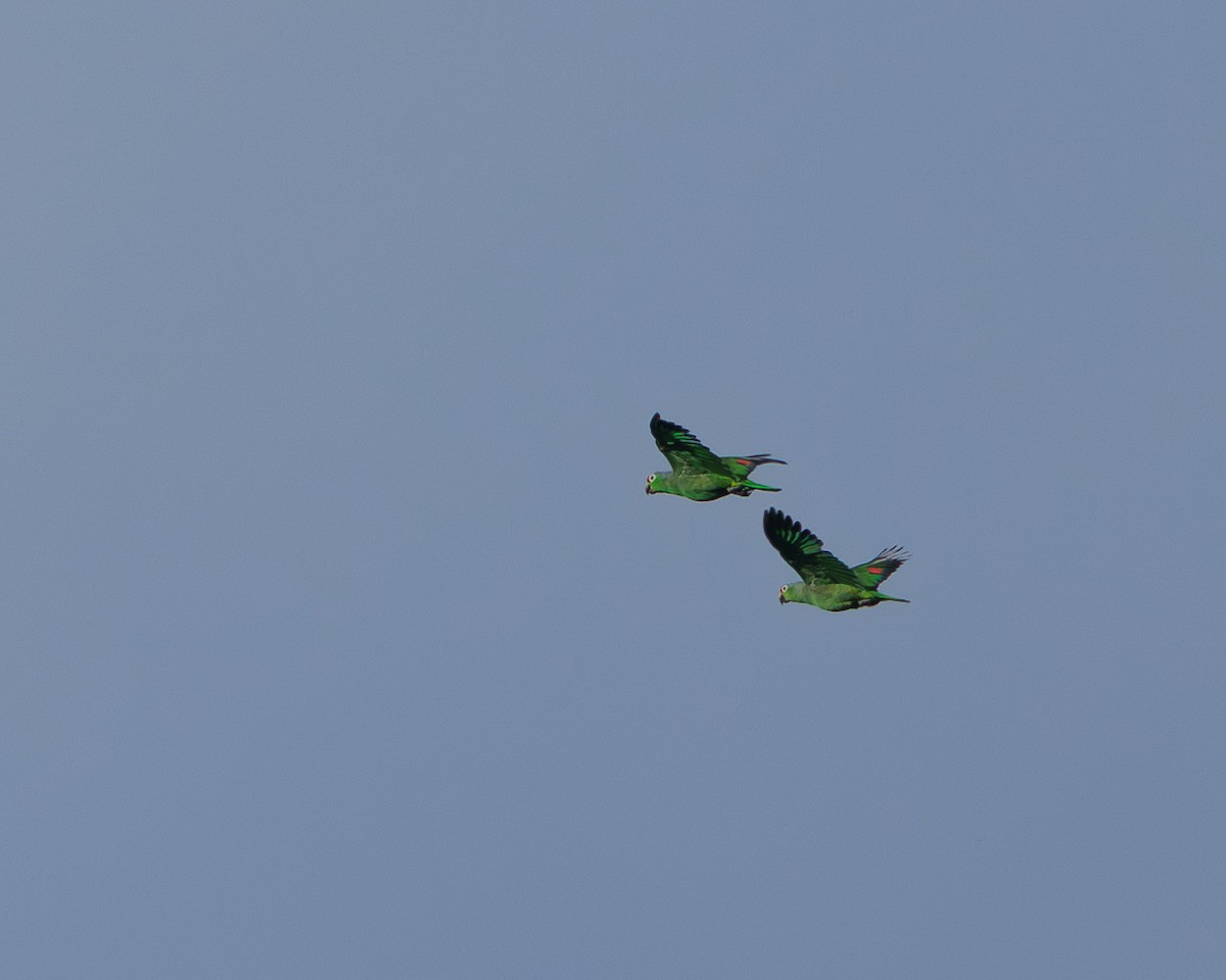 Red-lored Amazon - ML644829571