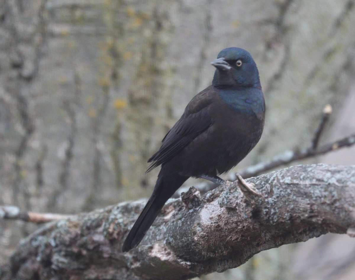 Common Grackle - ML644829572