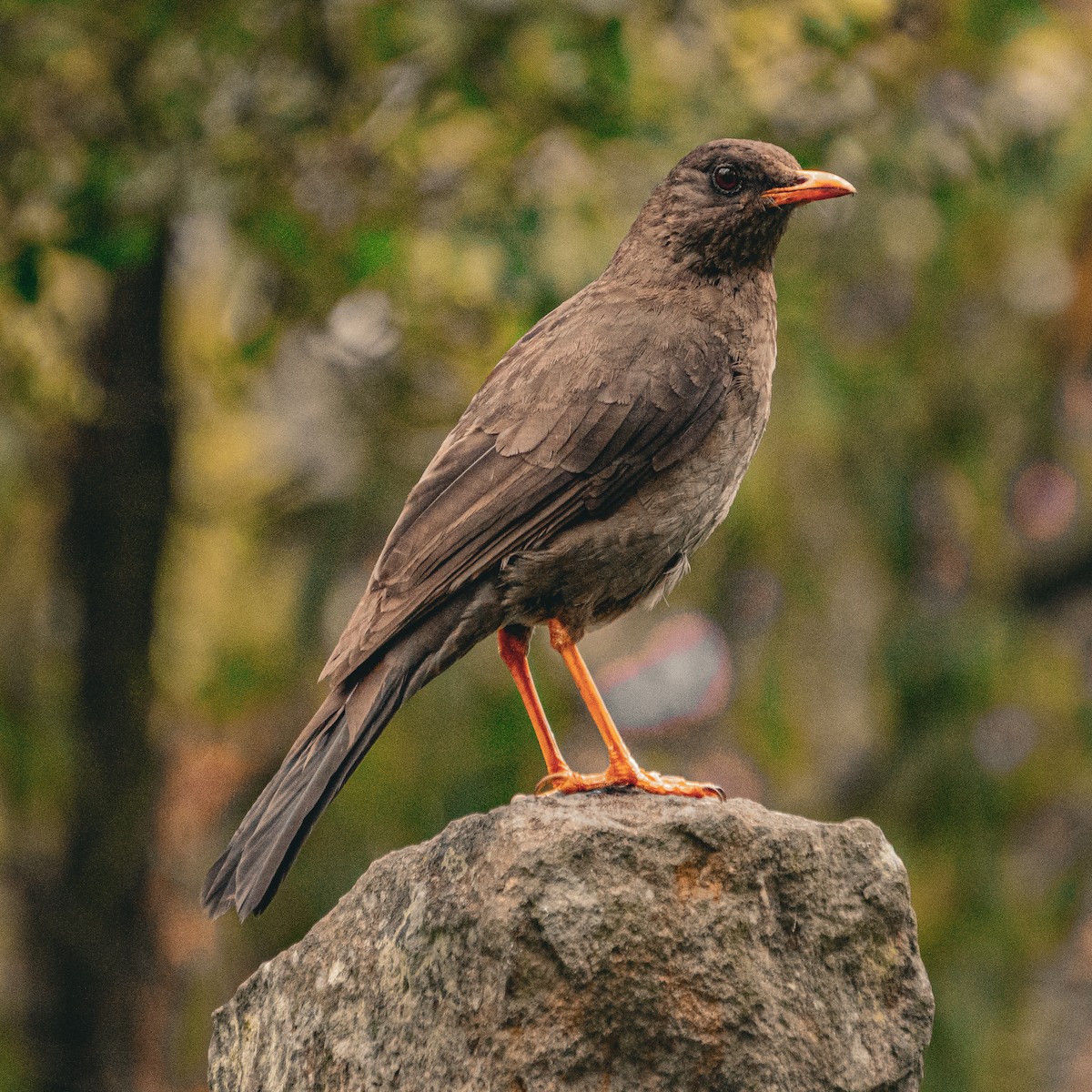 Great Thrush - ML644829577