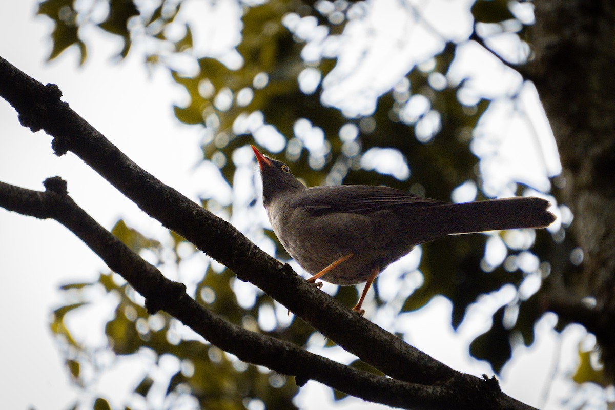 Great Thrush - ML644829578