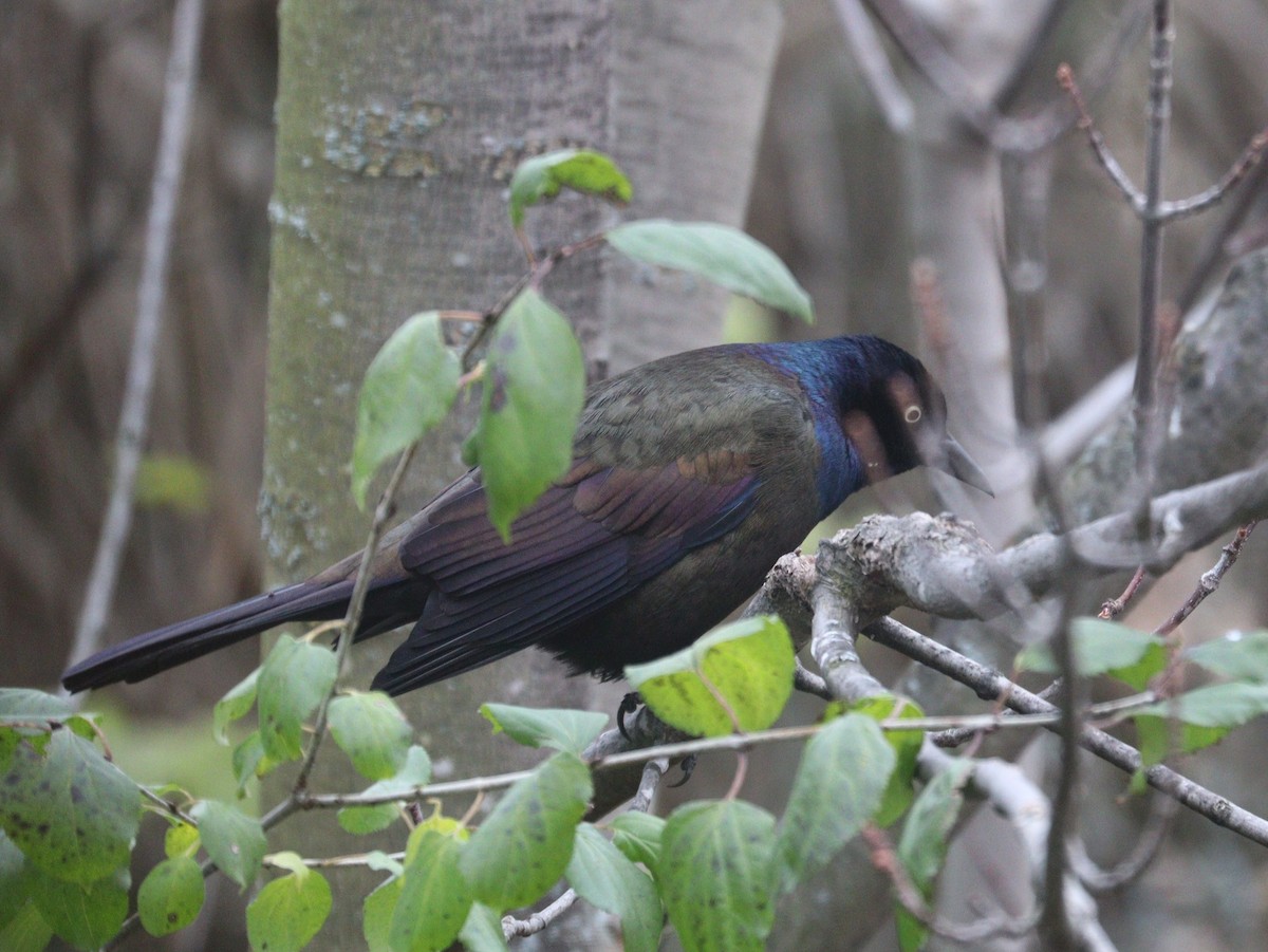 Common Grackle - ML644829582