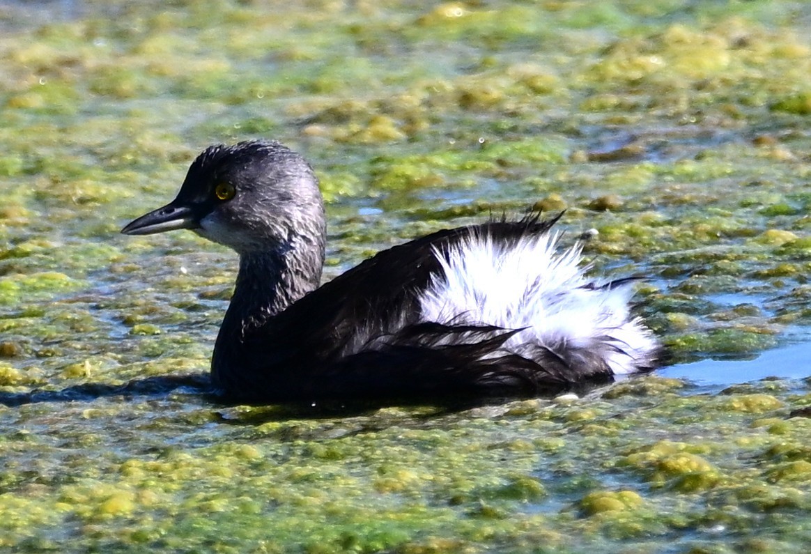 Amerika Küçük Batağanı - ML644829584