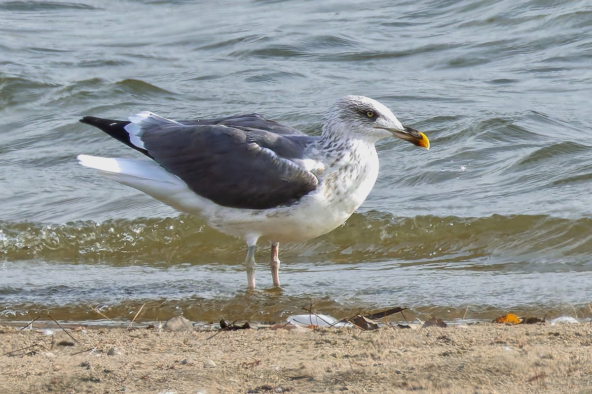 Lesser Black-backed Gull - ML644829592