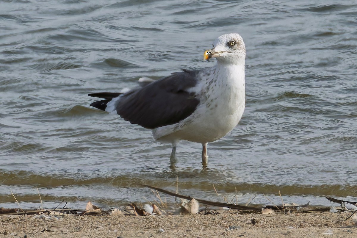 Lesser Black-backed Gull - ML644829593