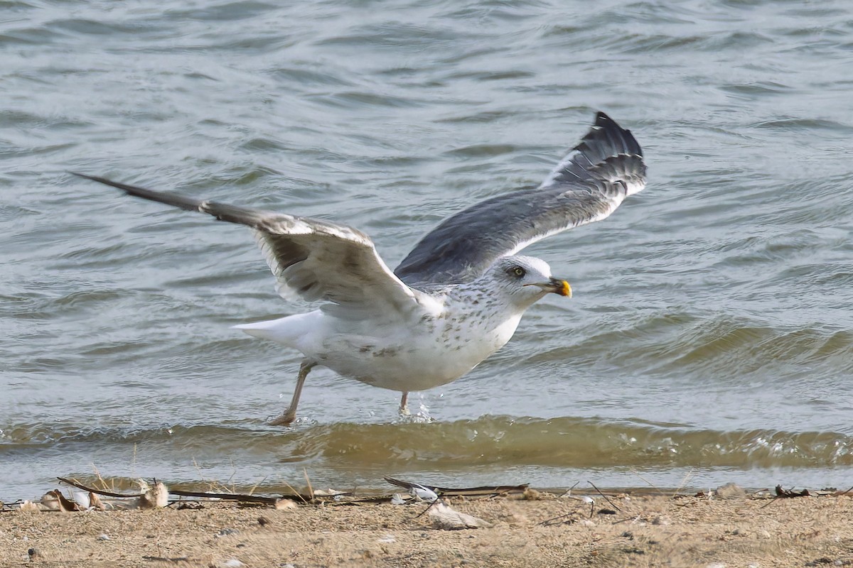 Lesser Black-backed Gull - ML644829594