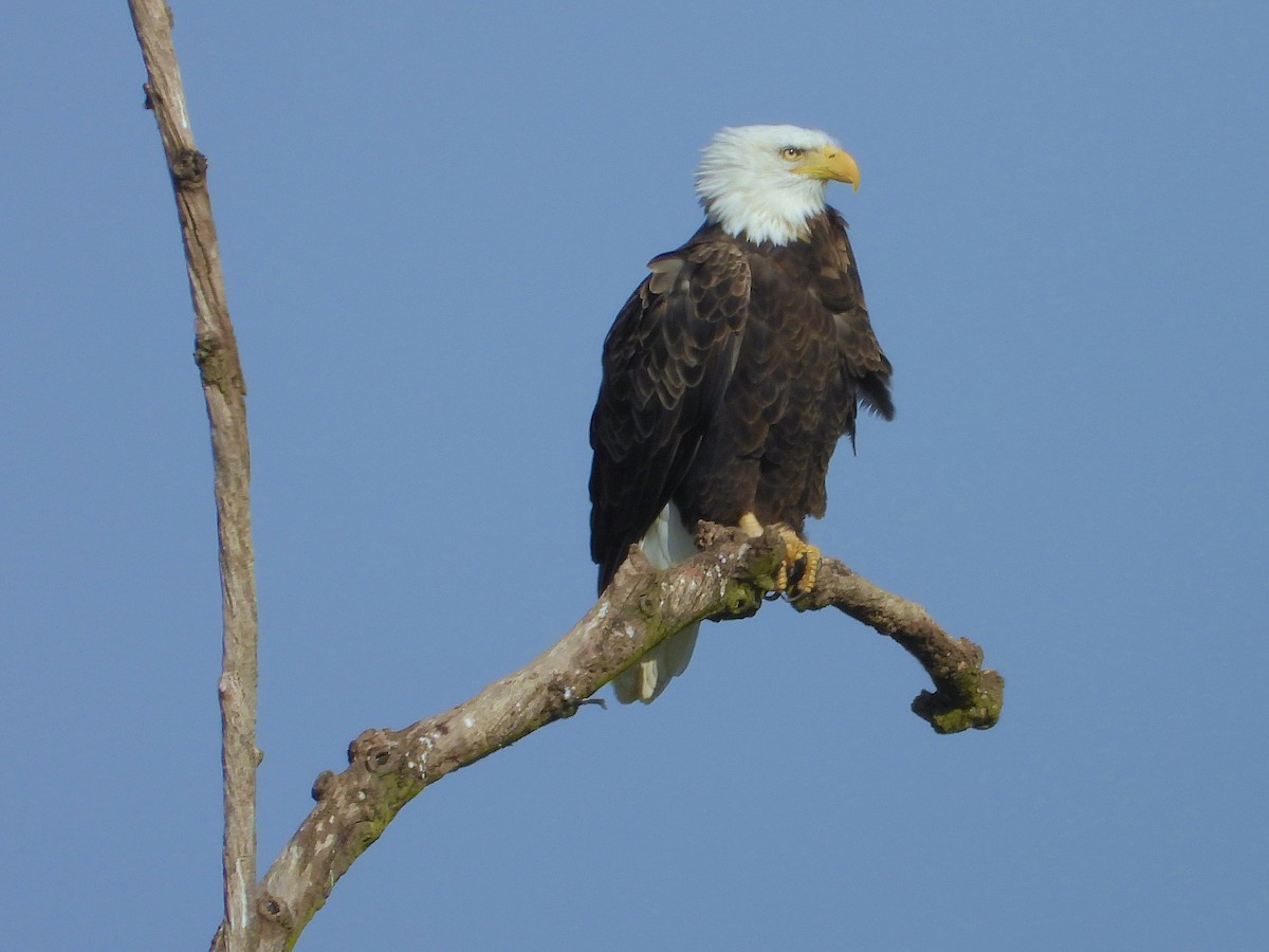 ハクトウワシ - ML644829597