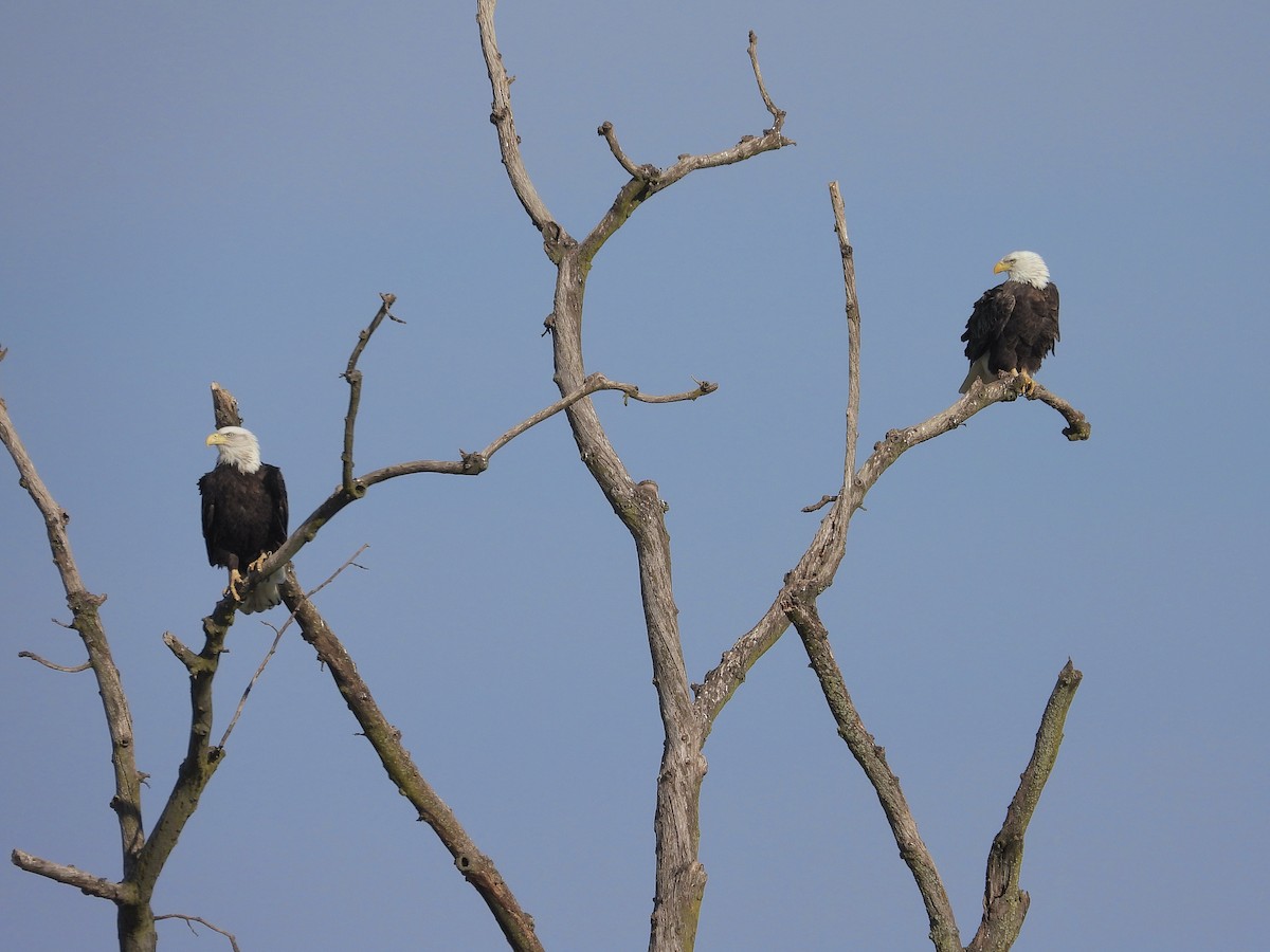 ハクトウワシ - ML644829598