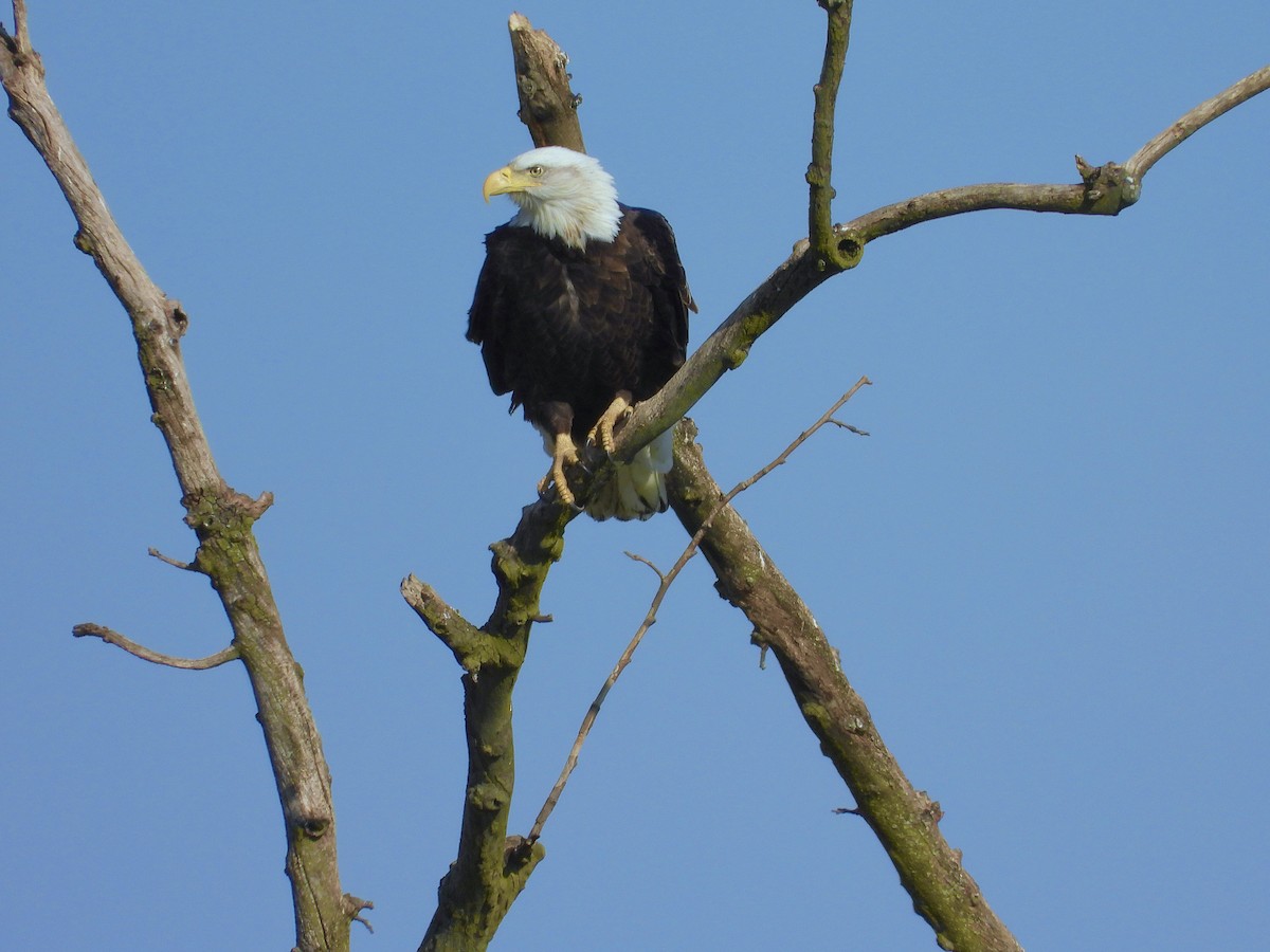 ハクトウワシ - ML644829599