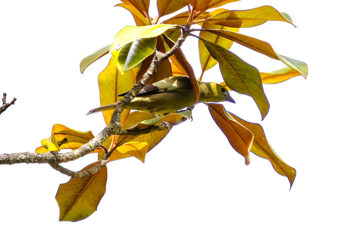 Tangara des palmiers - ML644829605