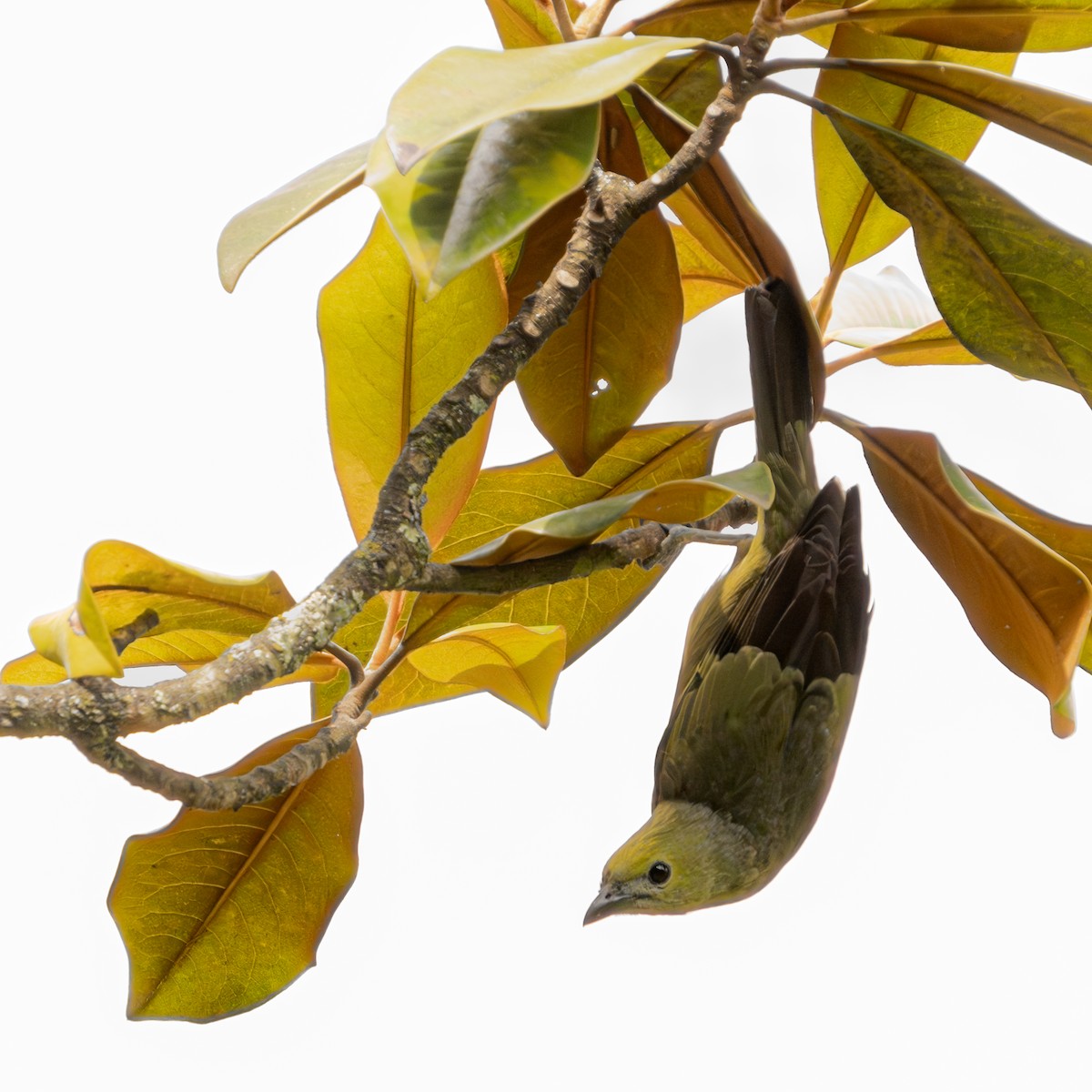 Tangara des palmiers - ML644829606