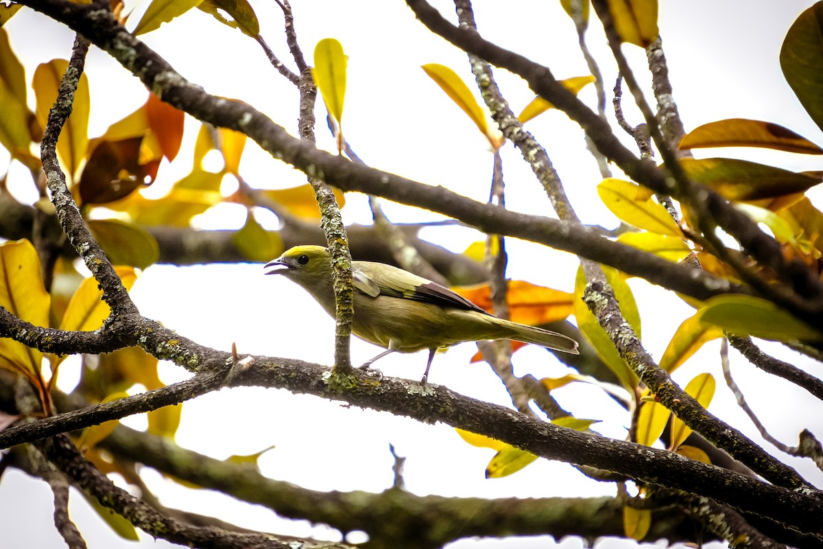 Tangara des palmiers - ML644829607
