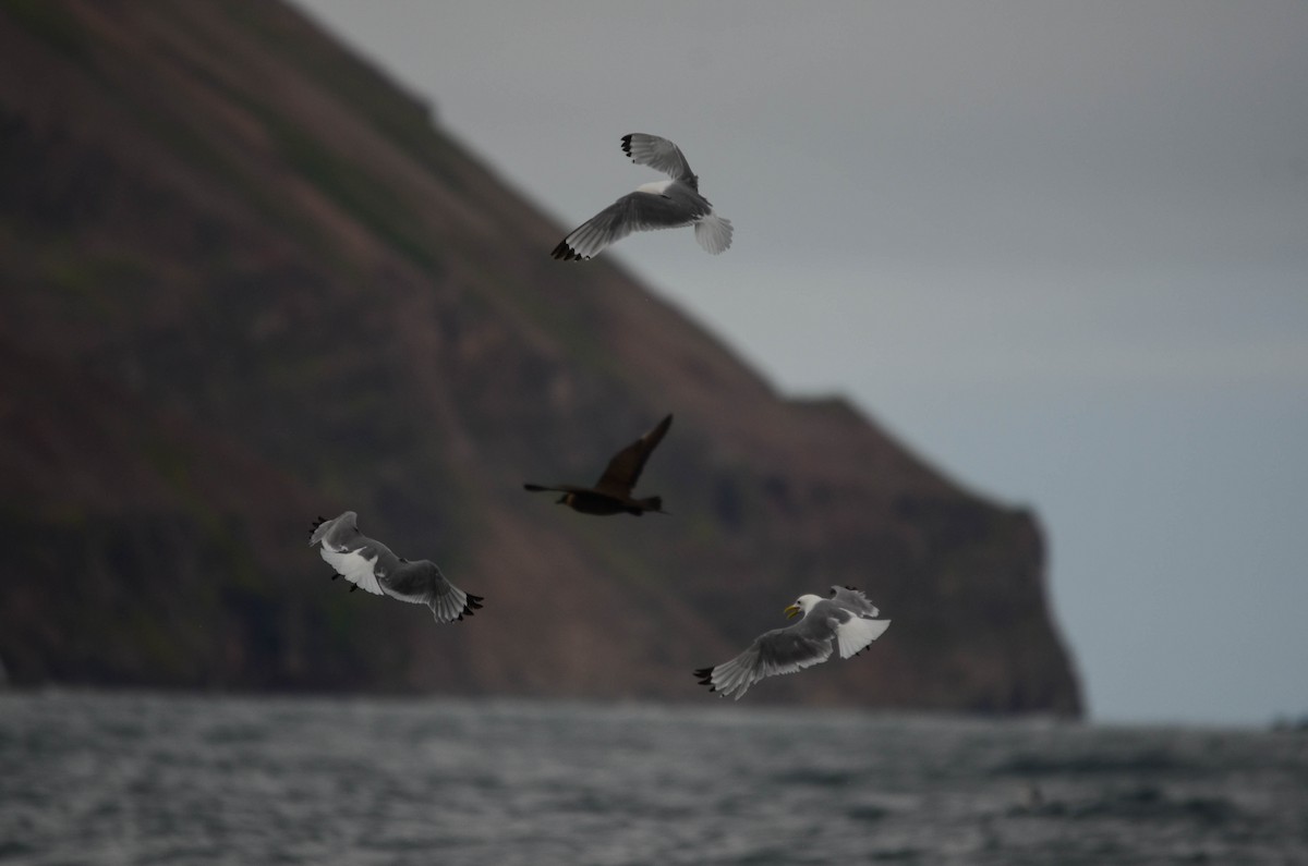 Parasitic Jaeger - ML644829609