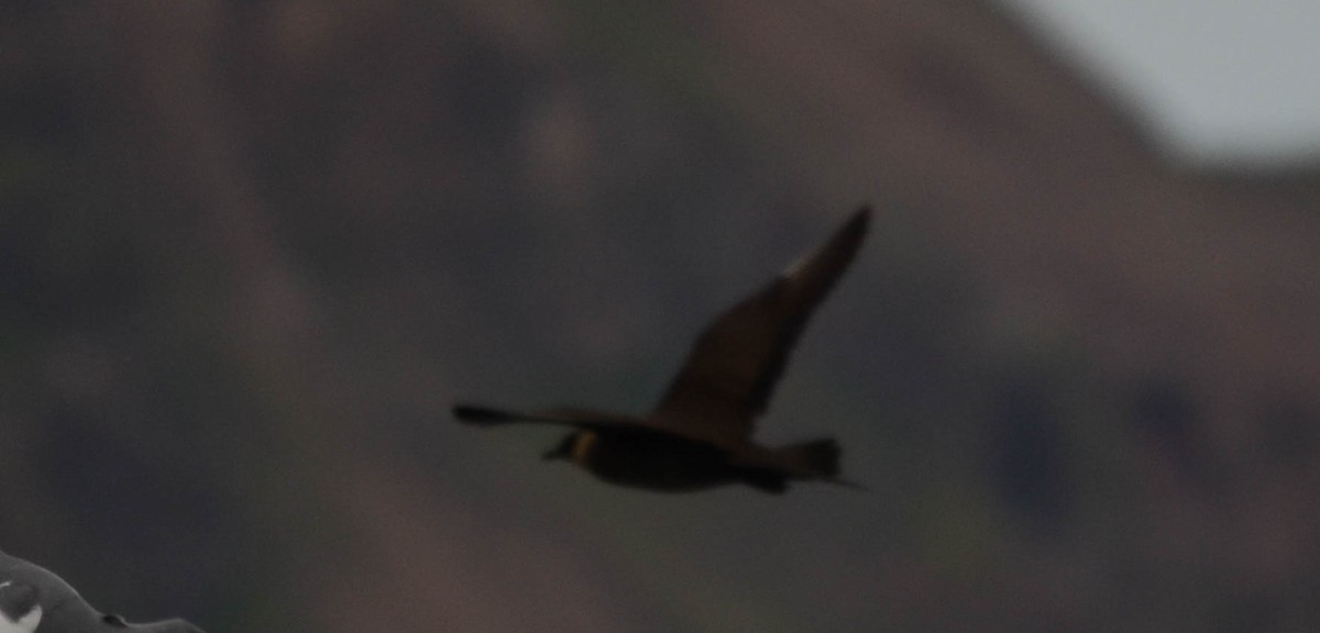 Parasitic Jaeger - ML644829613