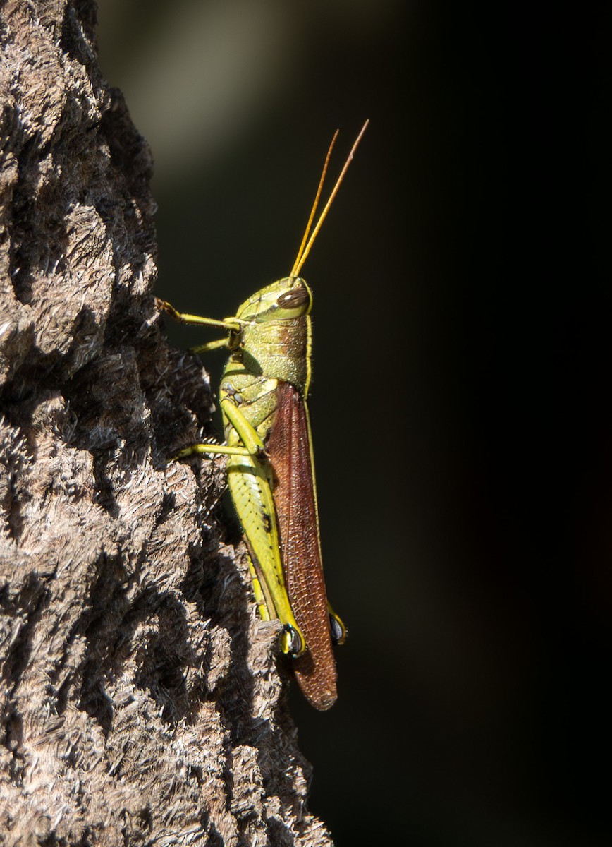 Animals - ML644829614