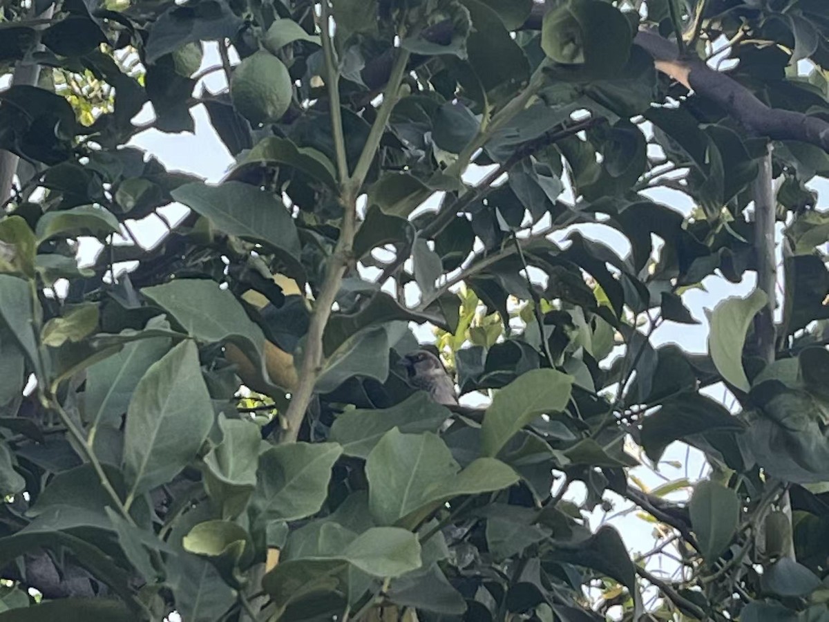 Gorrión Común - ML644829615