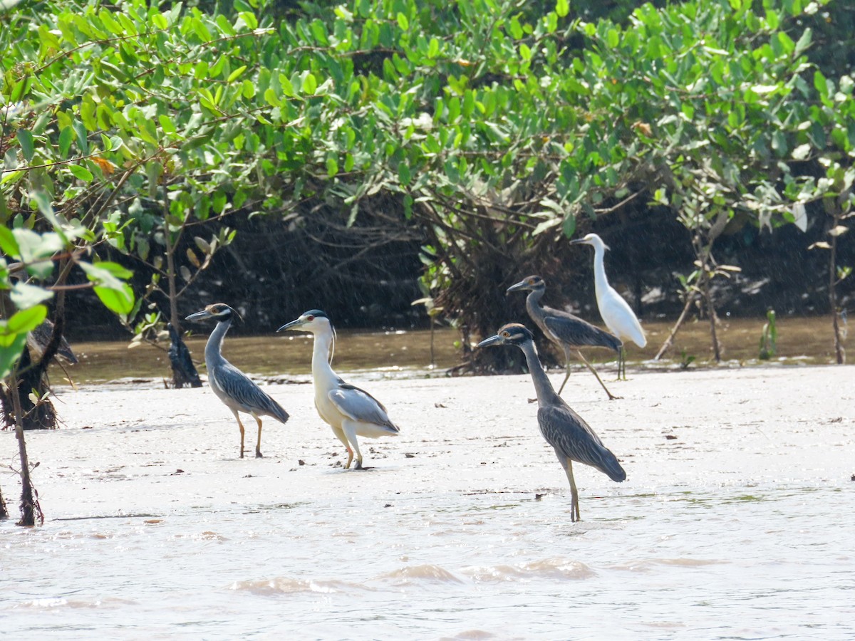 Квак чорногорлий - ML644829616