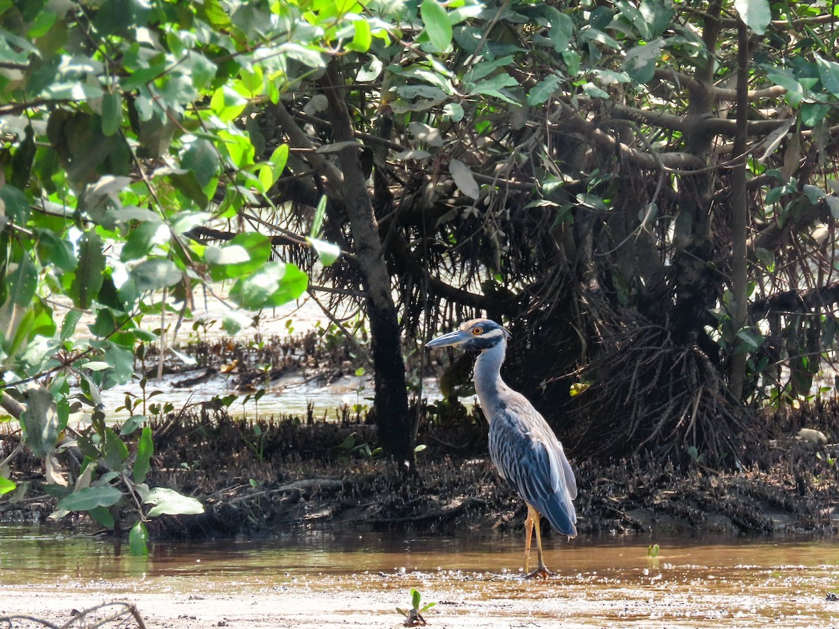 Квак чорногорлий - ML644829617