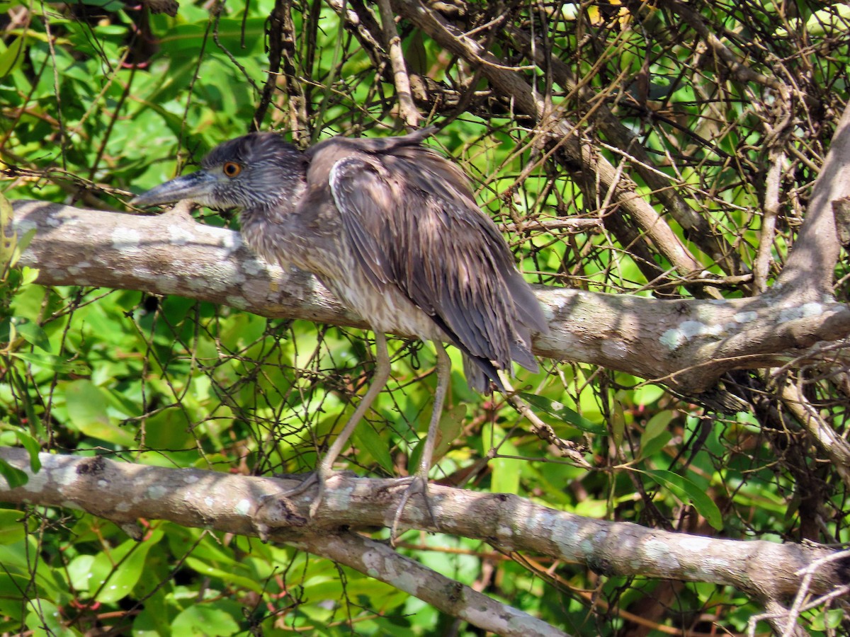 Квак чорногорлий - ML644829618