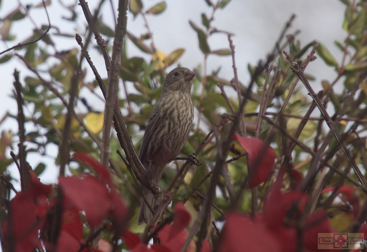 House Finch - ML644829619