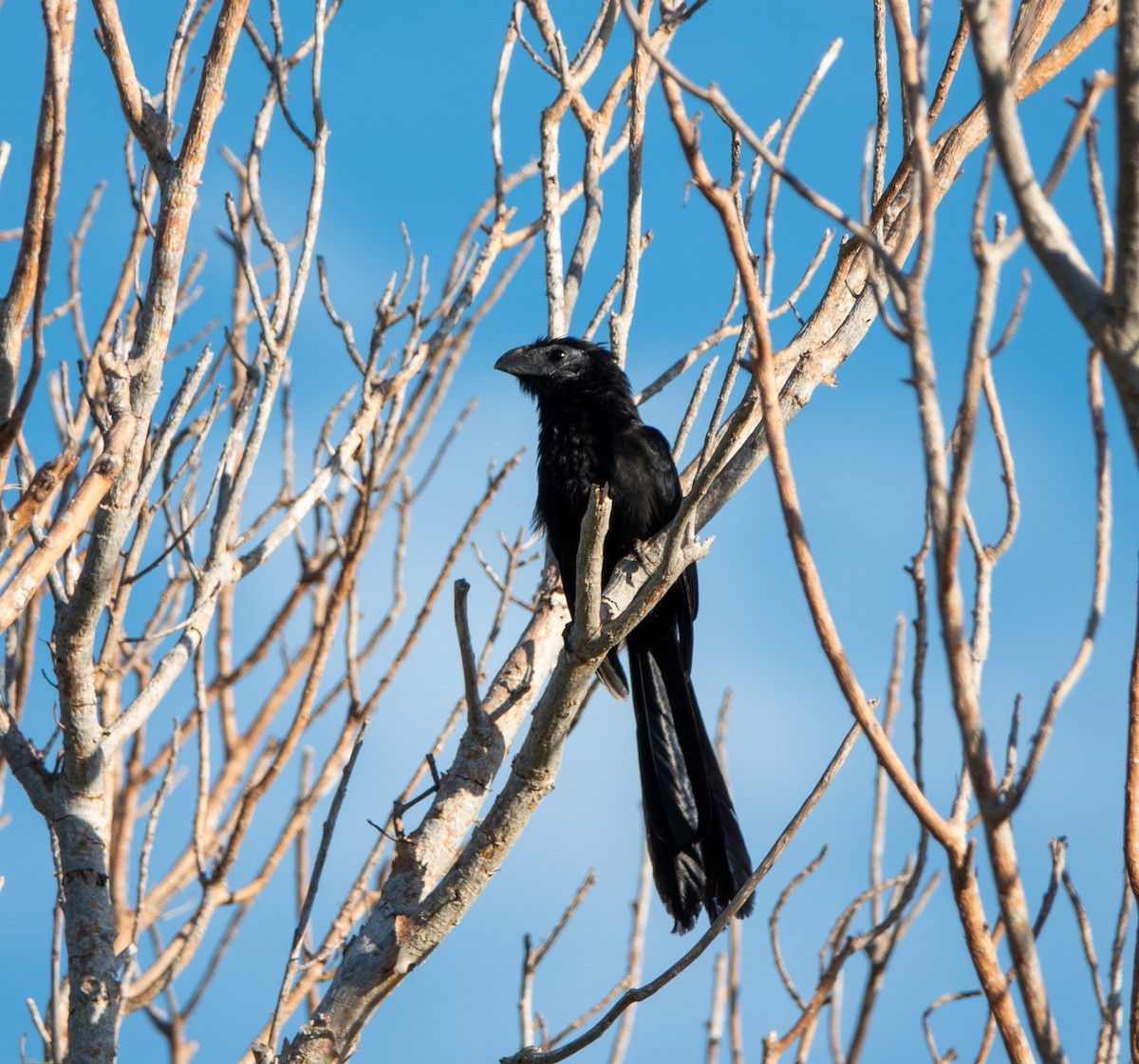 Groove-billed Ani - ML644829638