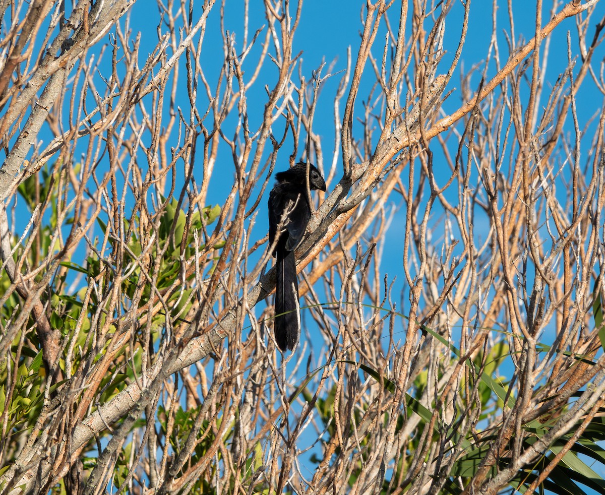 Groove-billed Ani - ML644829646
