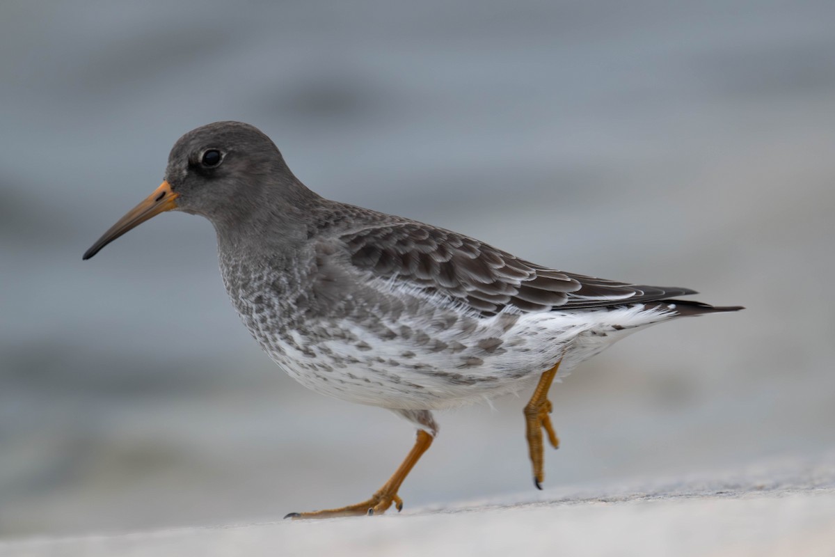 Purple Sandpiper - ML644829654