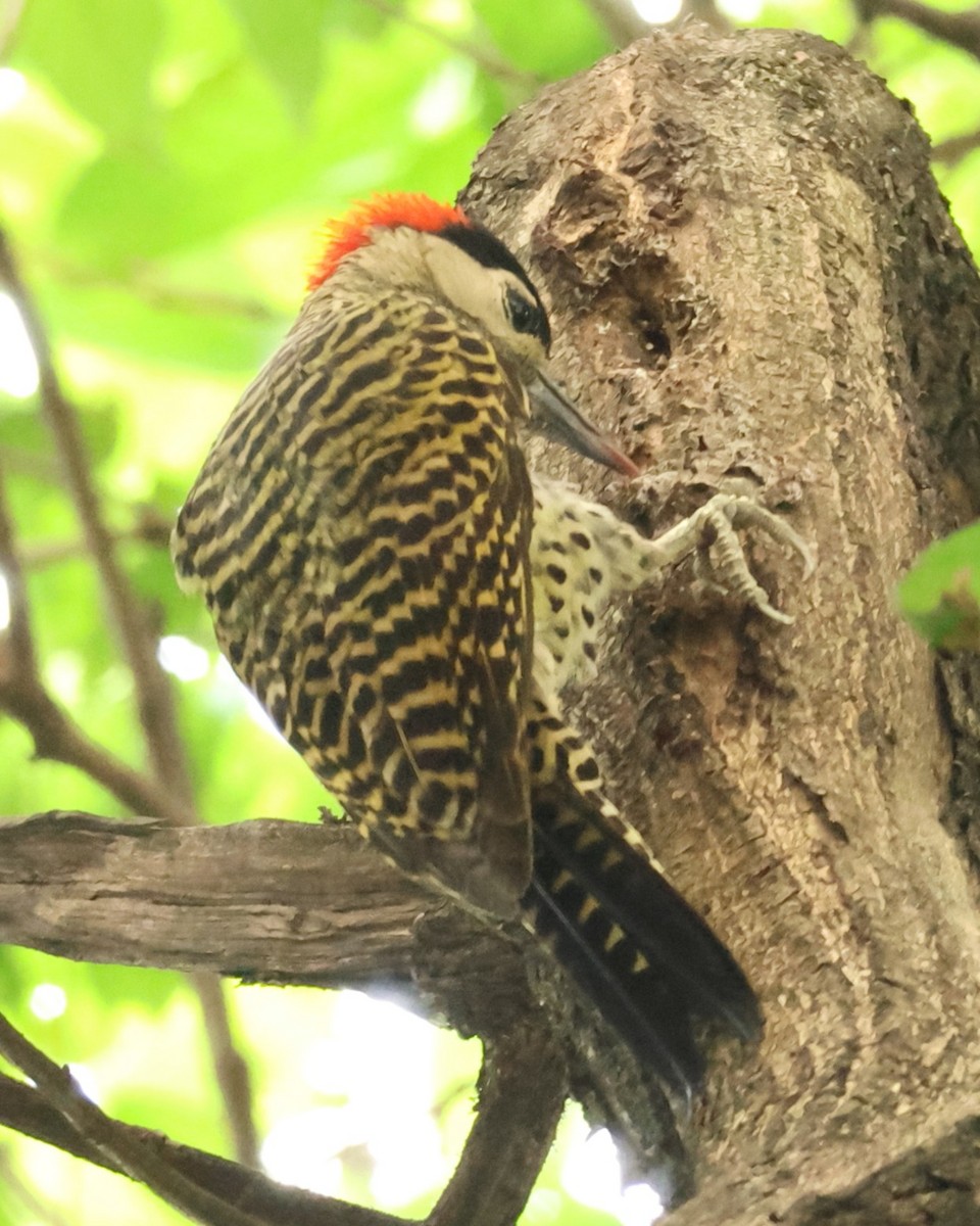 Carpintero Real - ML644829655