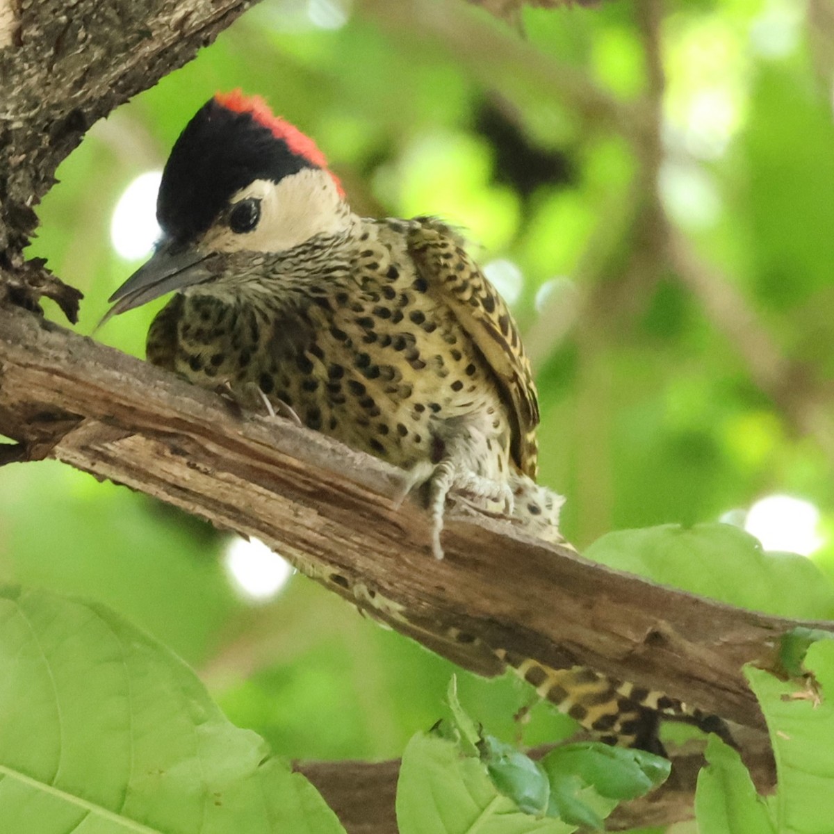 Carpintero Real - ML644829656