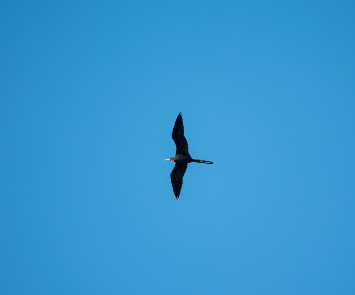Magnificent Frigatebird - ML644829659