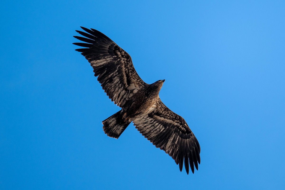 ハクトウワシ - ML644829684