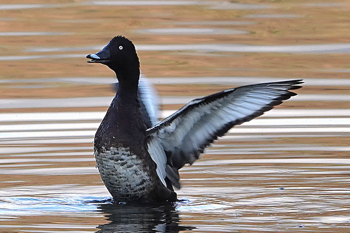 Hardhead - ML644829692