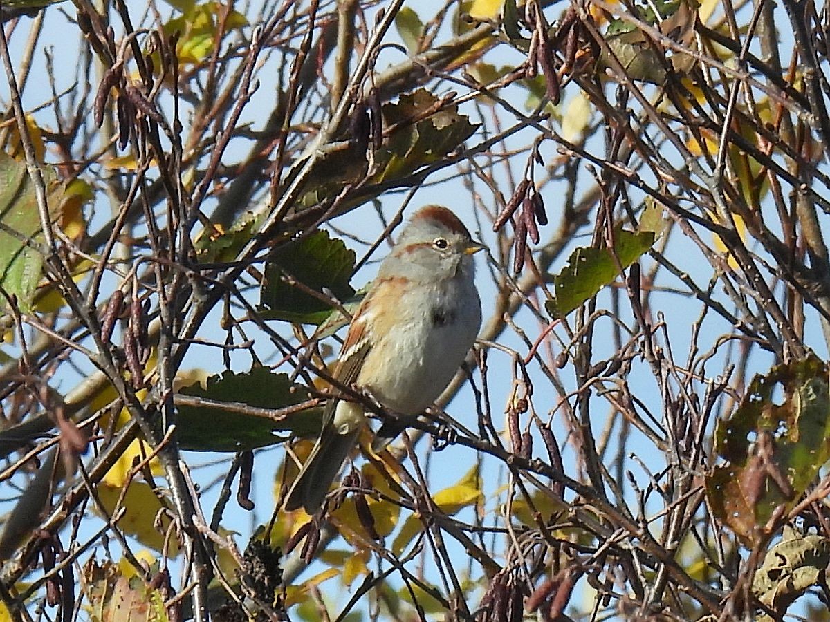 American Tree Sparrow - ML644829693