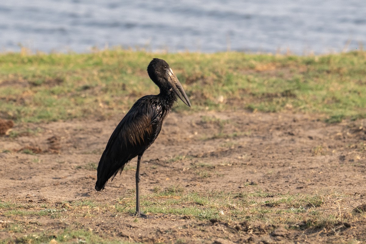 African Openbill - ML644829700