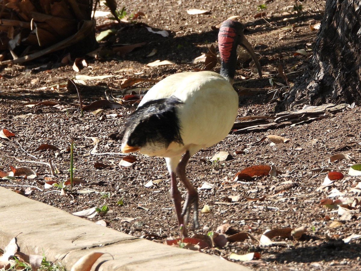 Australian Ibis - ML644829704