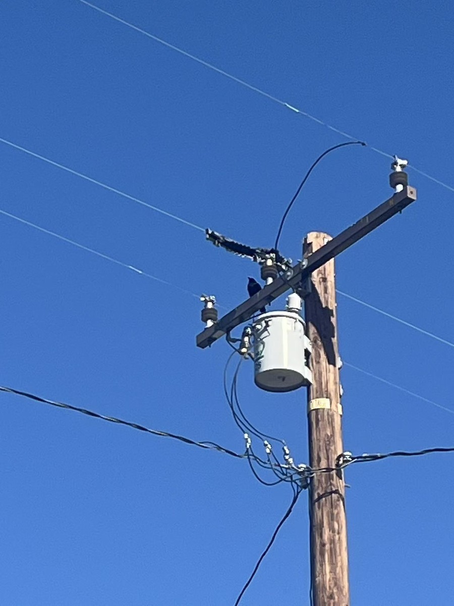 Grand Corbeau - ML644829722