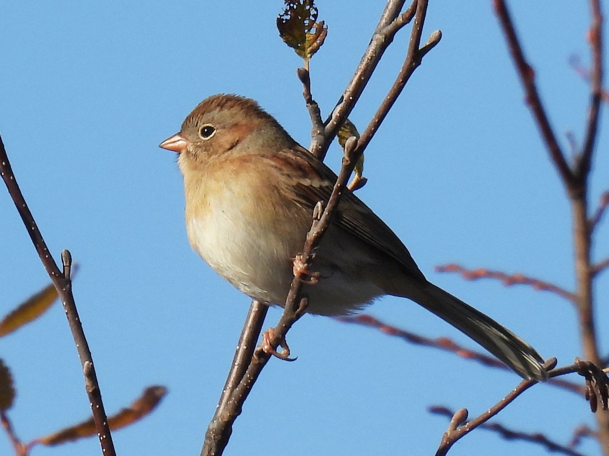 Field Sparrow - ML644829746