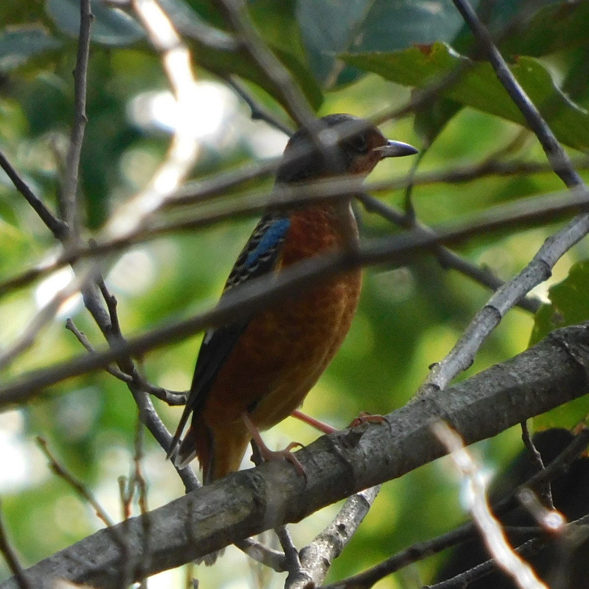 Ak Boğazlı Taşkızılı - ML644829747