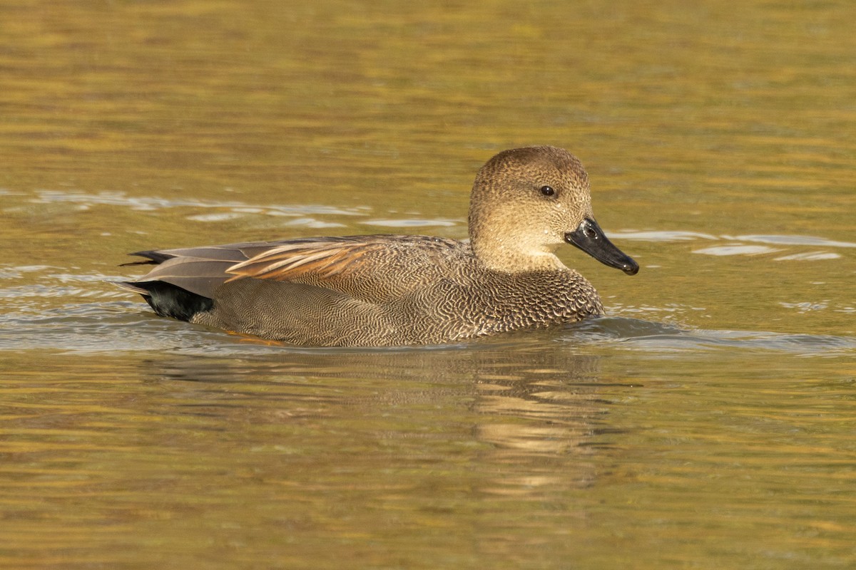 Серая утка - ML644829756