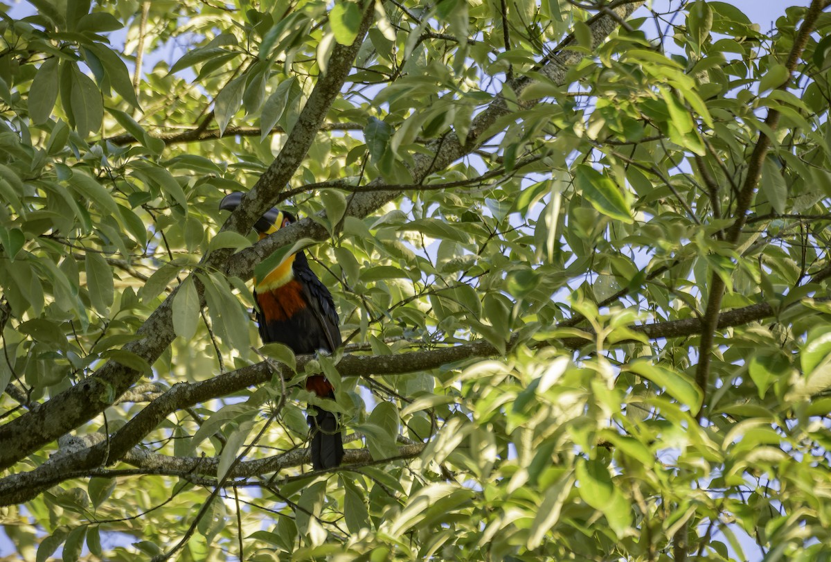 Channel-billed Toucan - ML644829757