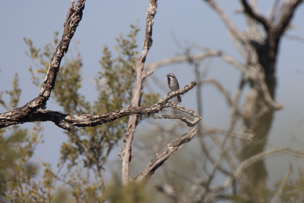 svartstrupespurv - ML644829766