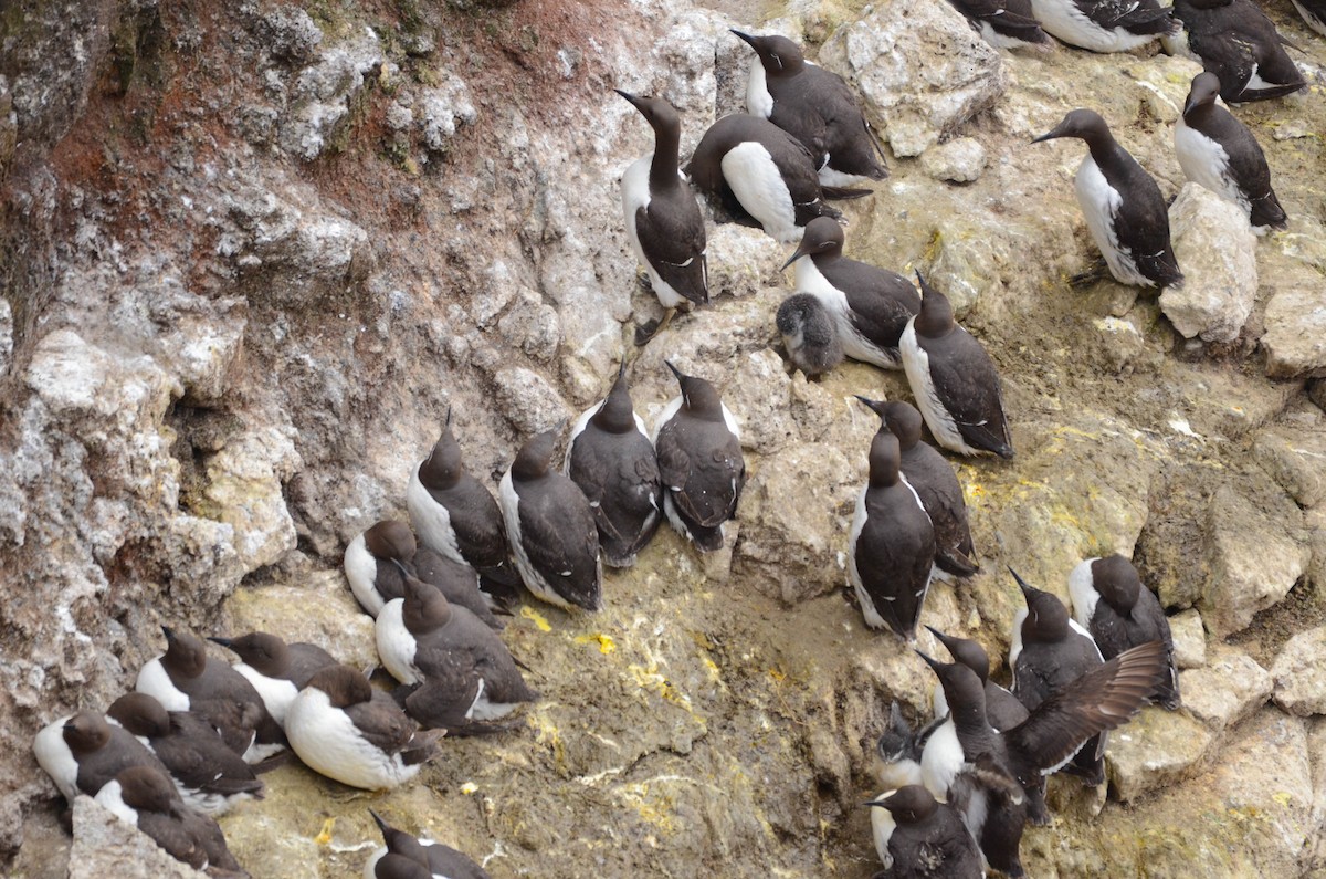 Common Murre - ML644829821
