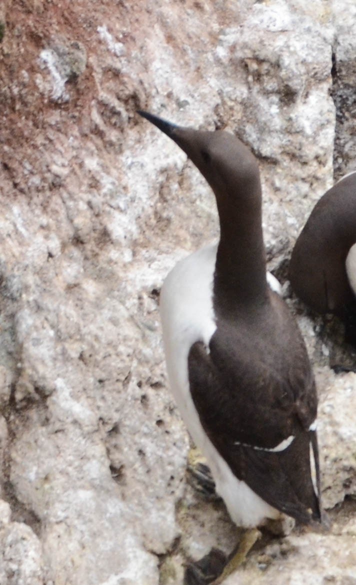 Common Murre - ML644829825