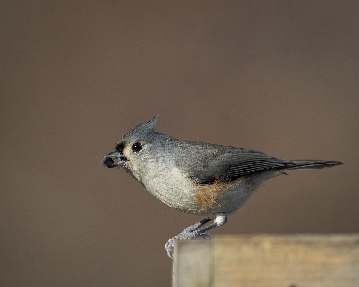 Американская гренадерка - ML644829827