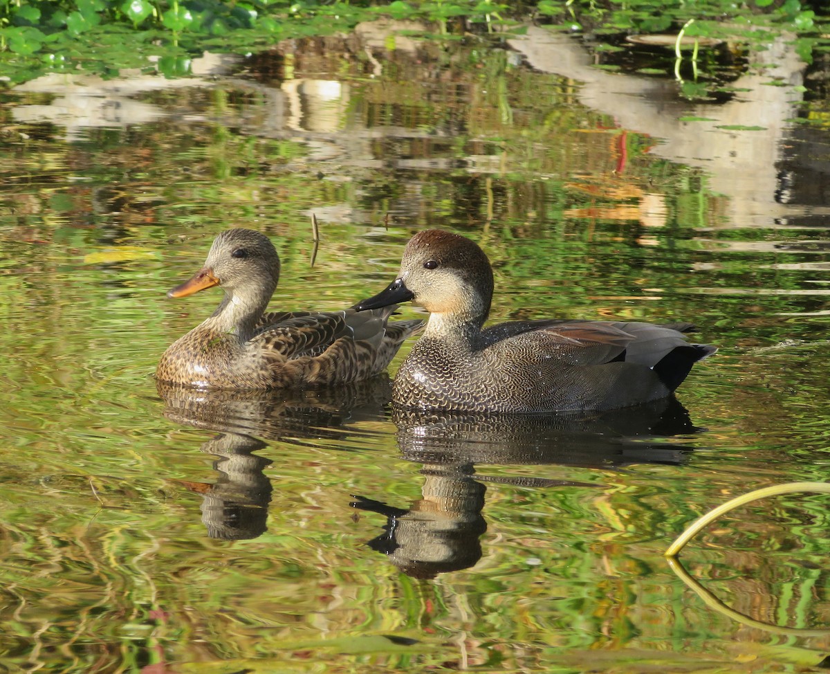 Серая утка - ML644829828