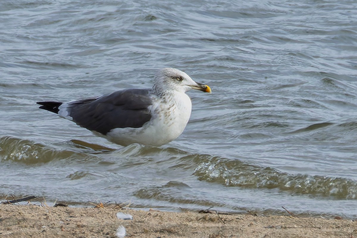 Lesser Black-backed Gull - ML644829837