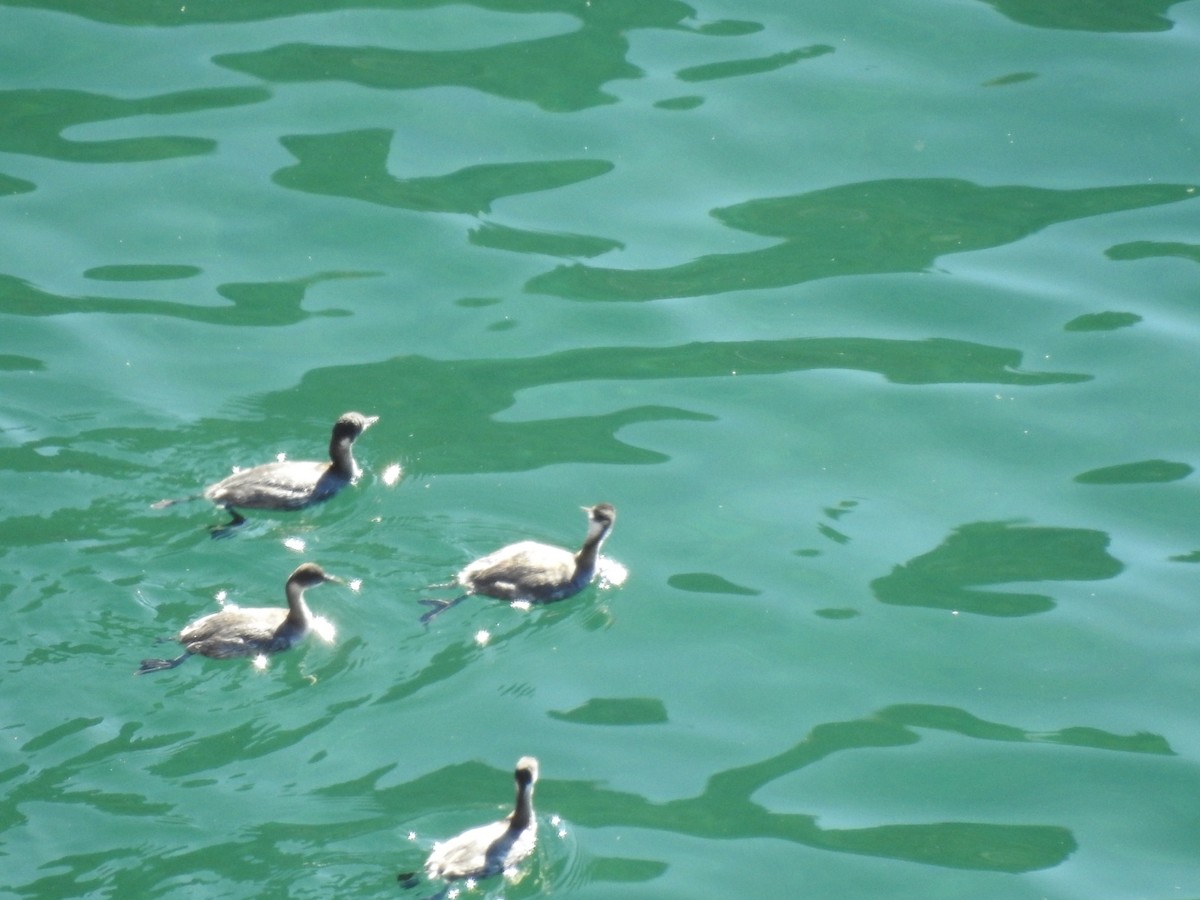 ハジロカイツブリ - ML644829846