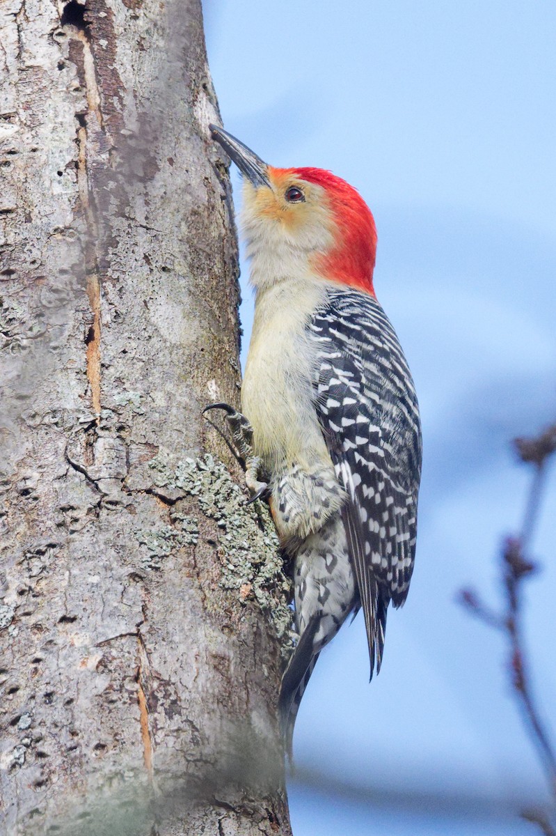 Carolinaspecht - ML644829847