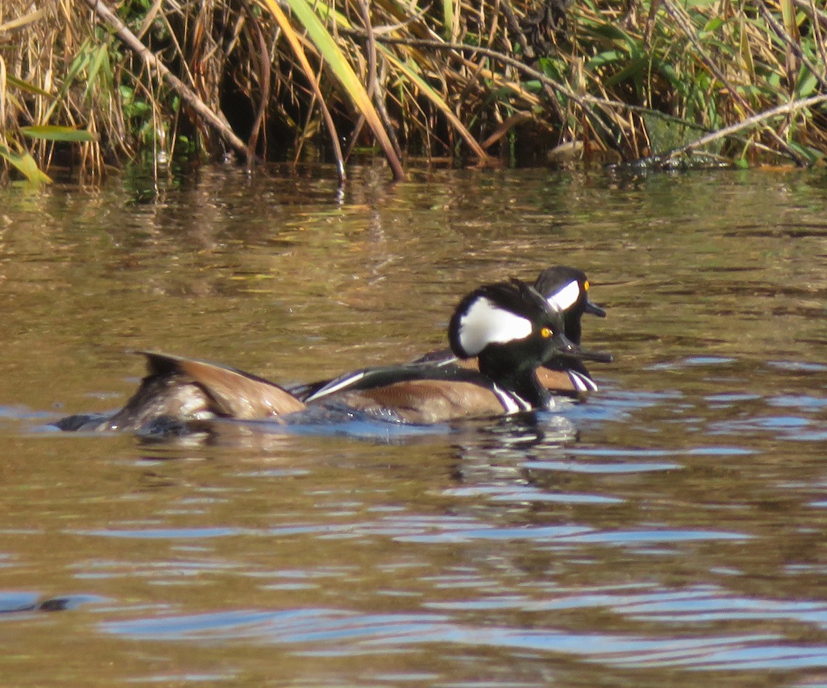 Hooded Merganser - ML644829855