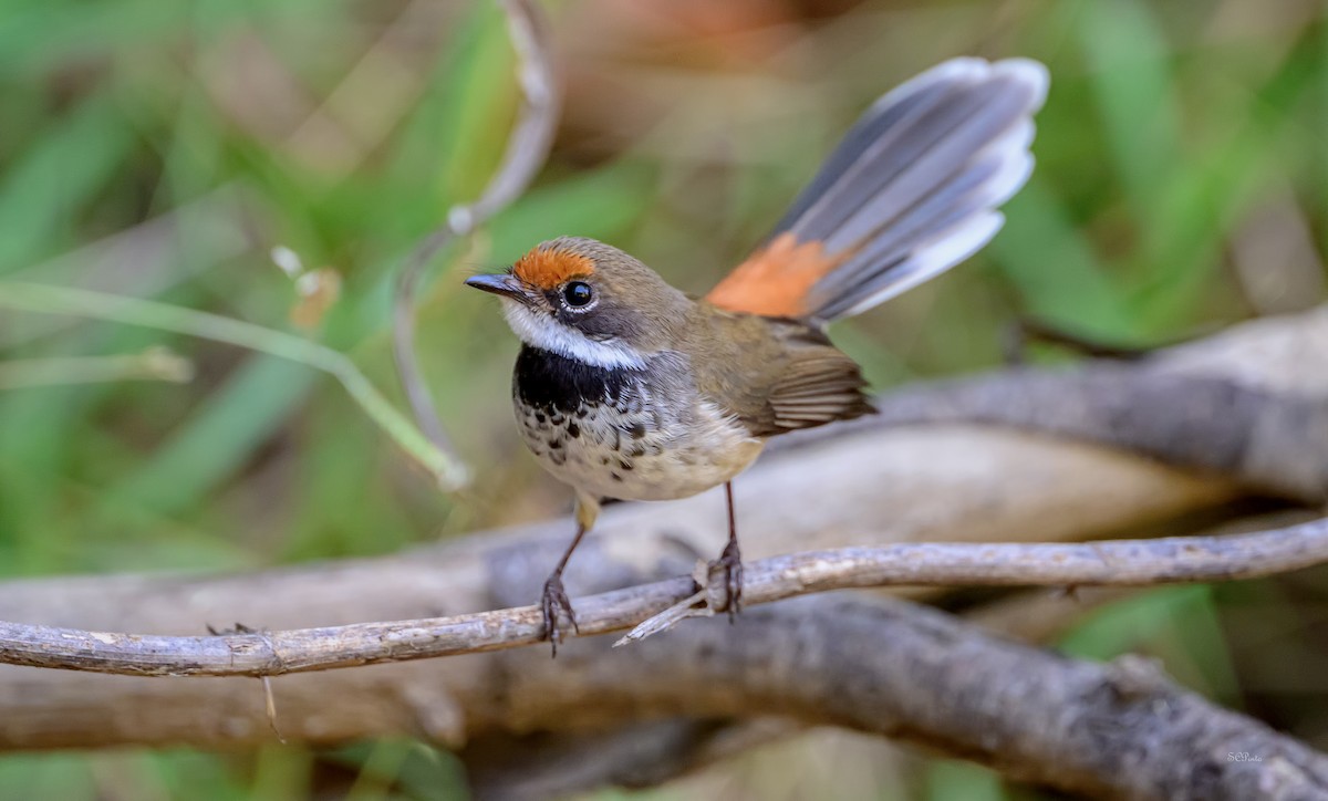 Arafura Fantail - ML644829857